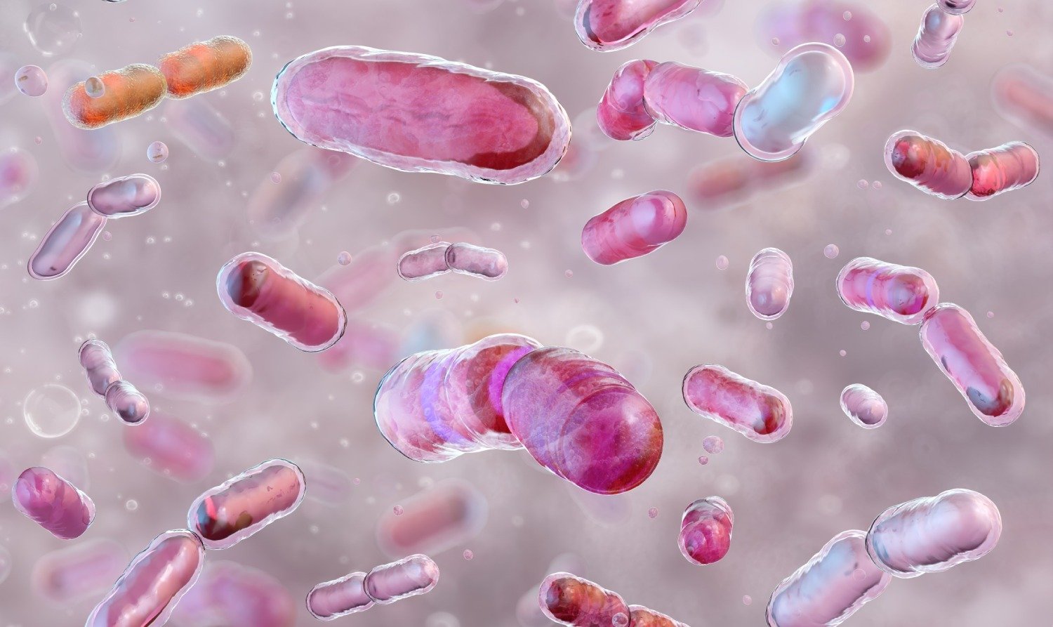 Mikroskopische Darstellung von probiotischen Bakterien vor rosafarbigem Hintergrund